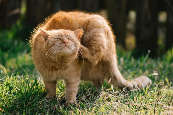 گربه‌ای در حال خارش