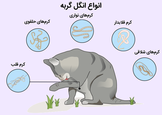 تصویر انواع انگل گربه
