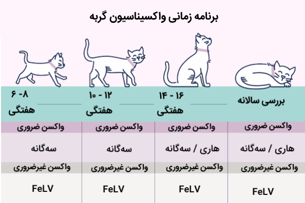 جدول زمان بندی واکسیناسیون گربه