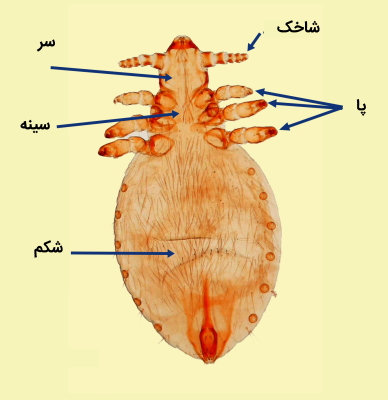 اعضای بدن شپش گربه