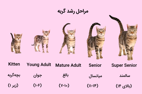 مراحل زندگی گربه
