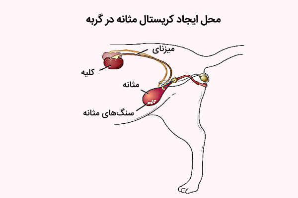 محل تشکیل کریستال مثانه در گربه