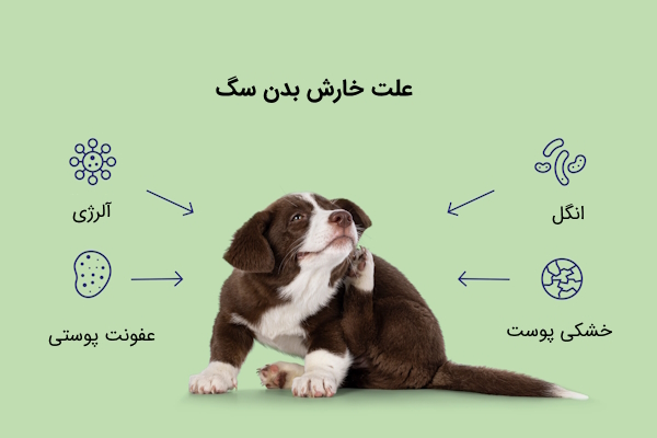 علت خارش بدن سگ در تصویر