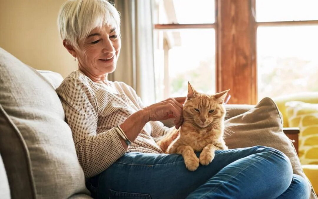 تشخیص سن گربه: چگونه سن گربه را محاسبه کنیم؟