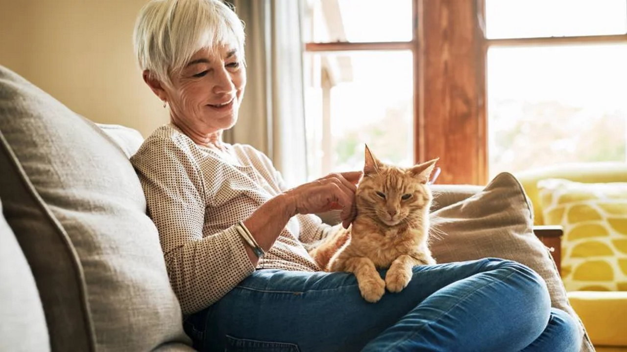 تشخیص سن گربه: چگونه سن گربه را محاسبه کنیم؟