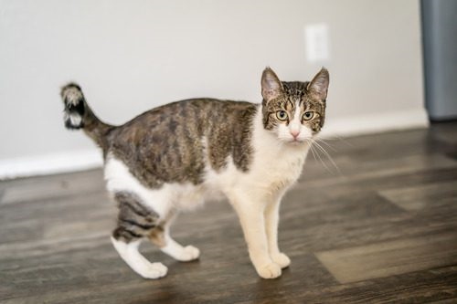 گربه‌ای با دم شکسته