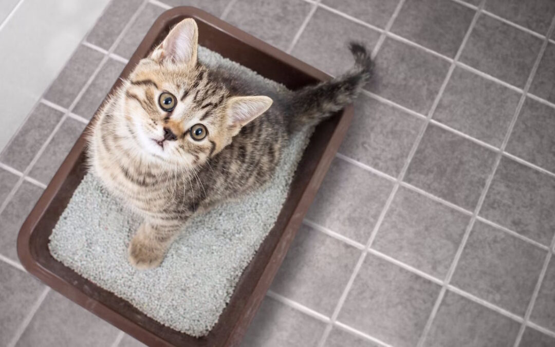 خون در مدفوع گربه نشانه چیست؟ – از تشخیص علت تا درمان