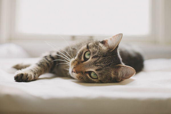 گربه‌ای دراز کشیده روی زمین