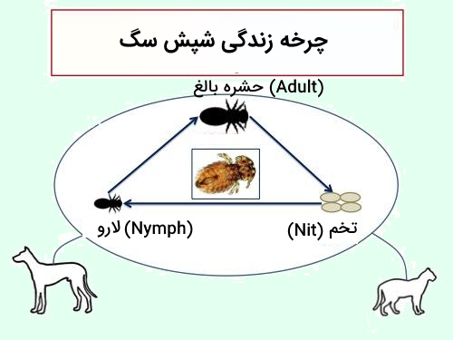 چرخه زندگی شپش سگ