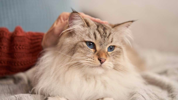 گربه‌ای نشسته روی زمین