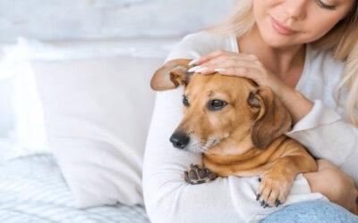 بالا بودن آنزیم کبد سگ نشانه چیست و چه باید کرد؟