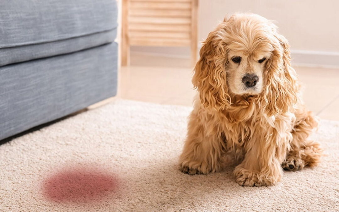 ادرار خونی سگ روی موکت