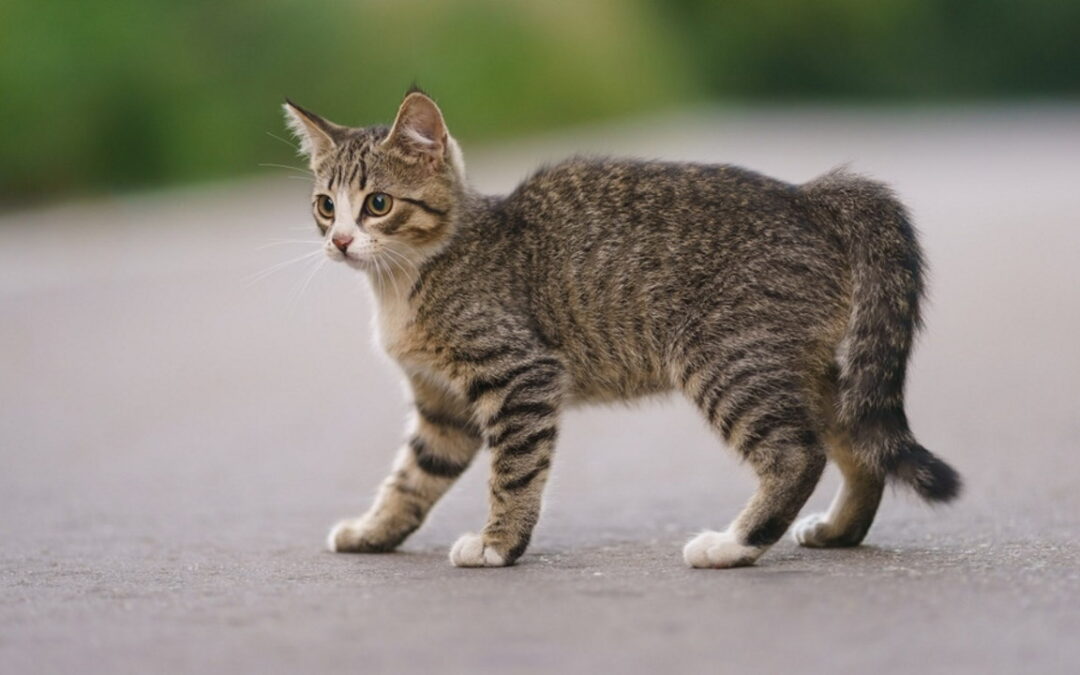 شکستگی دم گربه چه علائمی دارد و چگونه درمان می شود؟