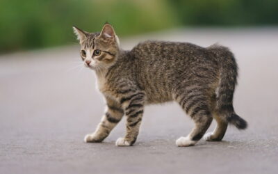 شکستگی دم گربه چه علائمی دارد و چگونه درمان می شود؟