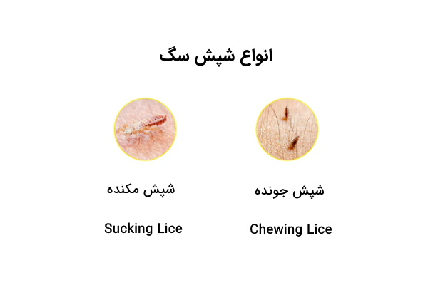 انواع شپش سگ