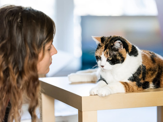 زنی در حال نگاه کردن به گربه‌اش