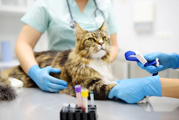 گربه‌ای در حال معاینه در کلینیک