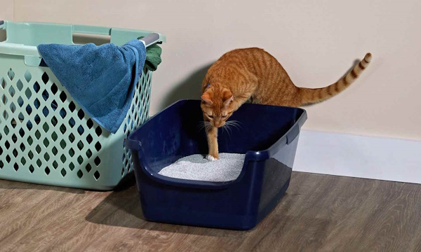 دسترسی گربه به جعبه خاک