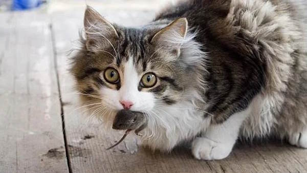 گربه‌ای با یک موش در دهانش
