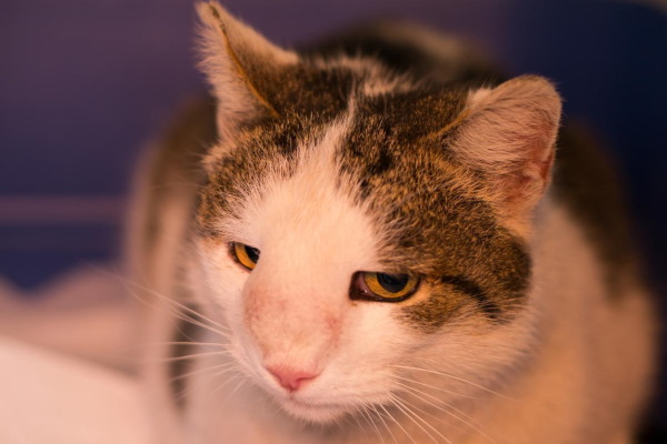 گربه‌ای با غده‌ای برجسته روس بینی