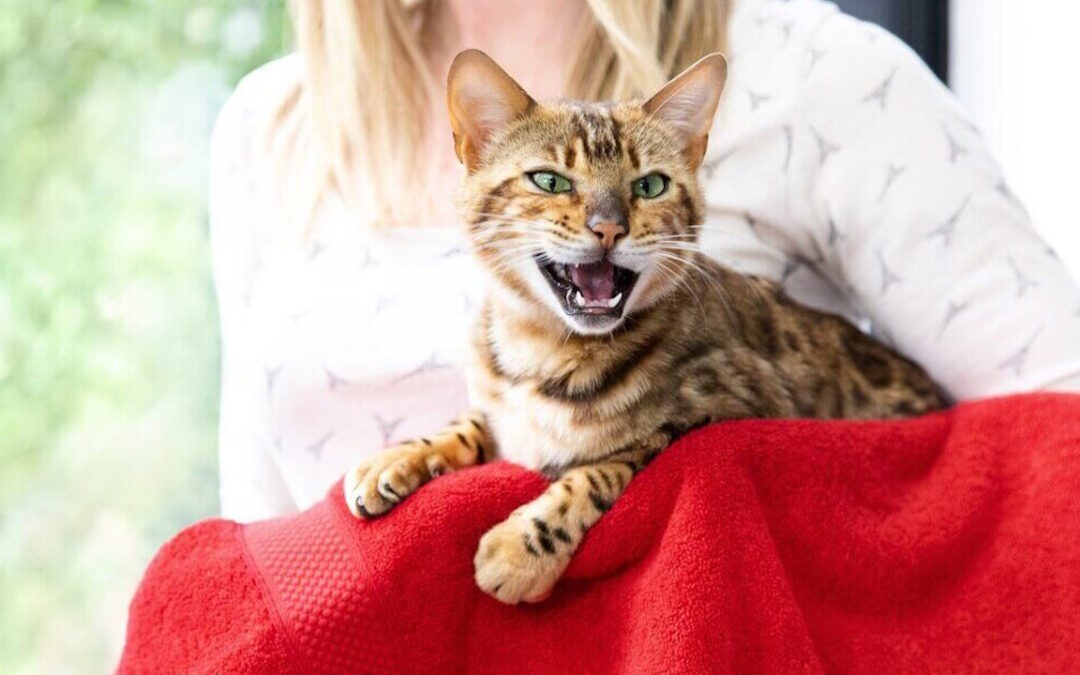 ۷ دلیل میو میو گربه در شب و نحوه ساکت کردن گربه