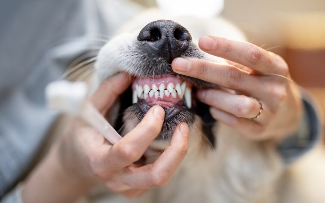 تصویر جرم گیری دندان سگ در کلینیک