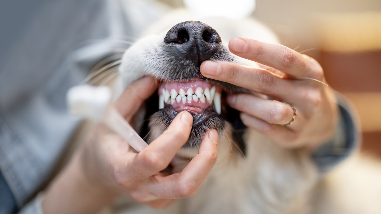 جرم گیری دندان سگ چه موقع و در چه سنی ضروری است؟ + عوارض و نحوه انجام