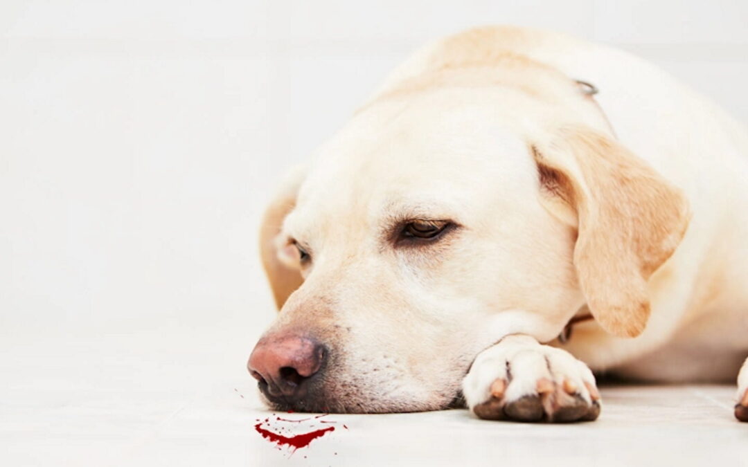 علت خون بالا آوردن سگ