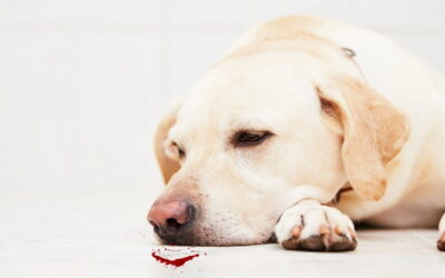 علت خون بالا آوردن سگ و استفراغ خونی چیست؟ + روش های درمانی