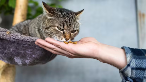 گربهای در حال غذا خوردن