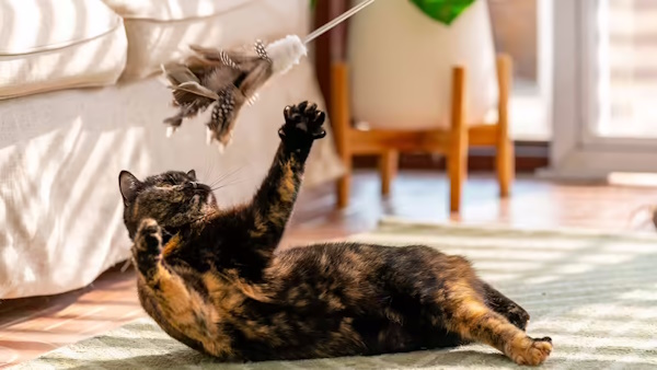 گربهای در حال بازی کردن