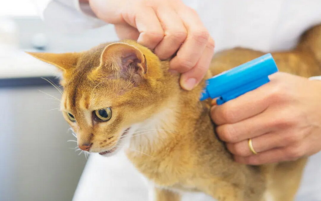 درمان توده سفت زیر پوست گربه در کلینیک