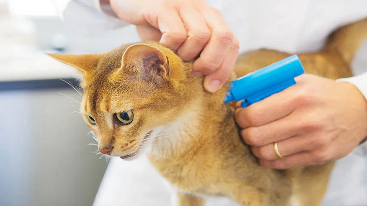 توده سفت زیر پوست گربه چیست و چه باید کرد؟