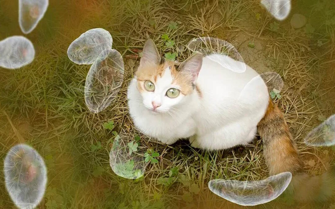 علائم توکسوپلاسموز در گربه – نحوه تشخیص و درمان بیماری