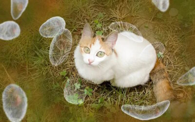 علائم توکسوپلاسموز در گربه – نحوه تشخیص و درمان بیماری