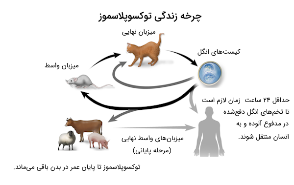 چرخه زندگی توکسوپلاسموز