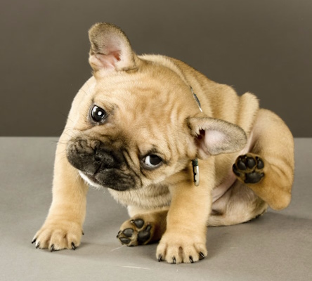 سگی در حال خاراندن خودش