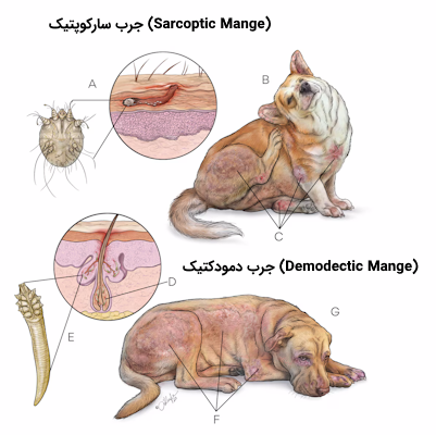 انواع جرب در سگها