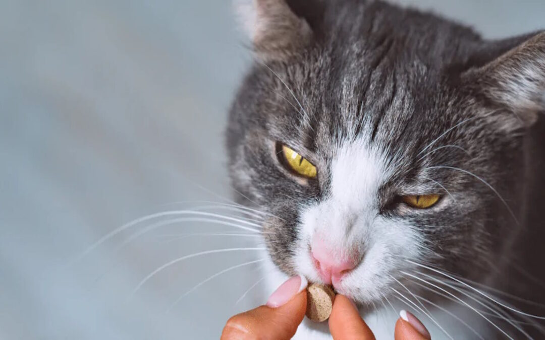 قرص ضد انگل گربه + نحوه، زمان مصرف و عوارض