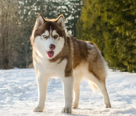 نژاد سگ هاسکی