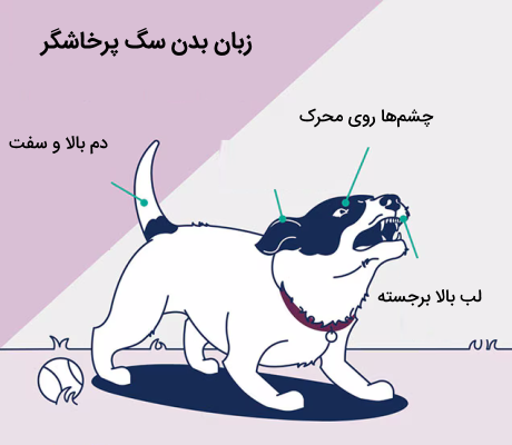 زبان بدن سگ پرخاشگر
