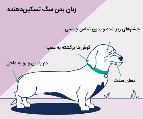 زبان بدن سگ تسکیندهنده