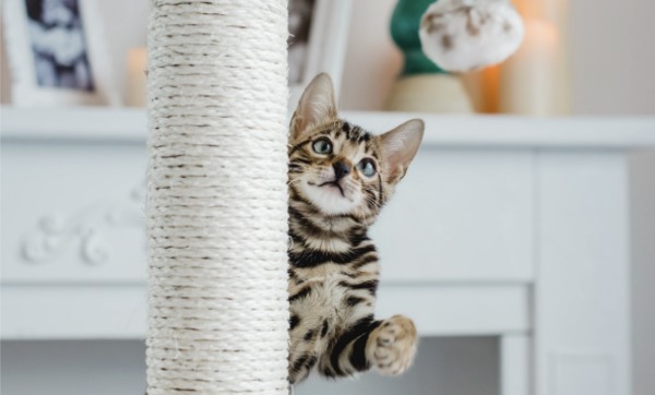 سگی در حال فکر کردن به بالا رفتن از یک ستون