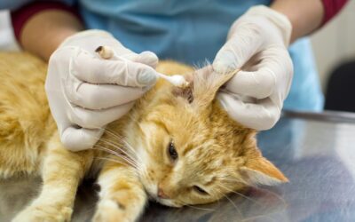 عفونت گوش گربه – علائم،‌ نحوه درمان و معرفی قطره و آنتی بیوتیک مناسب