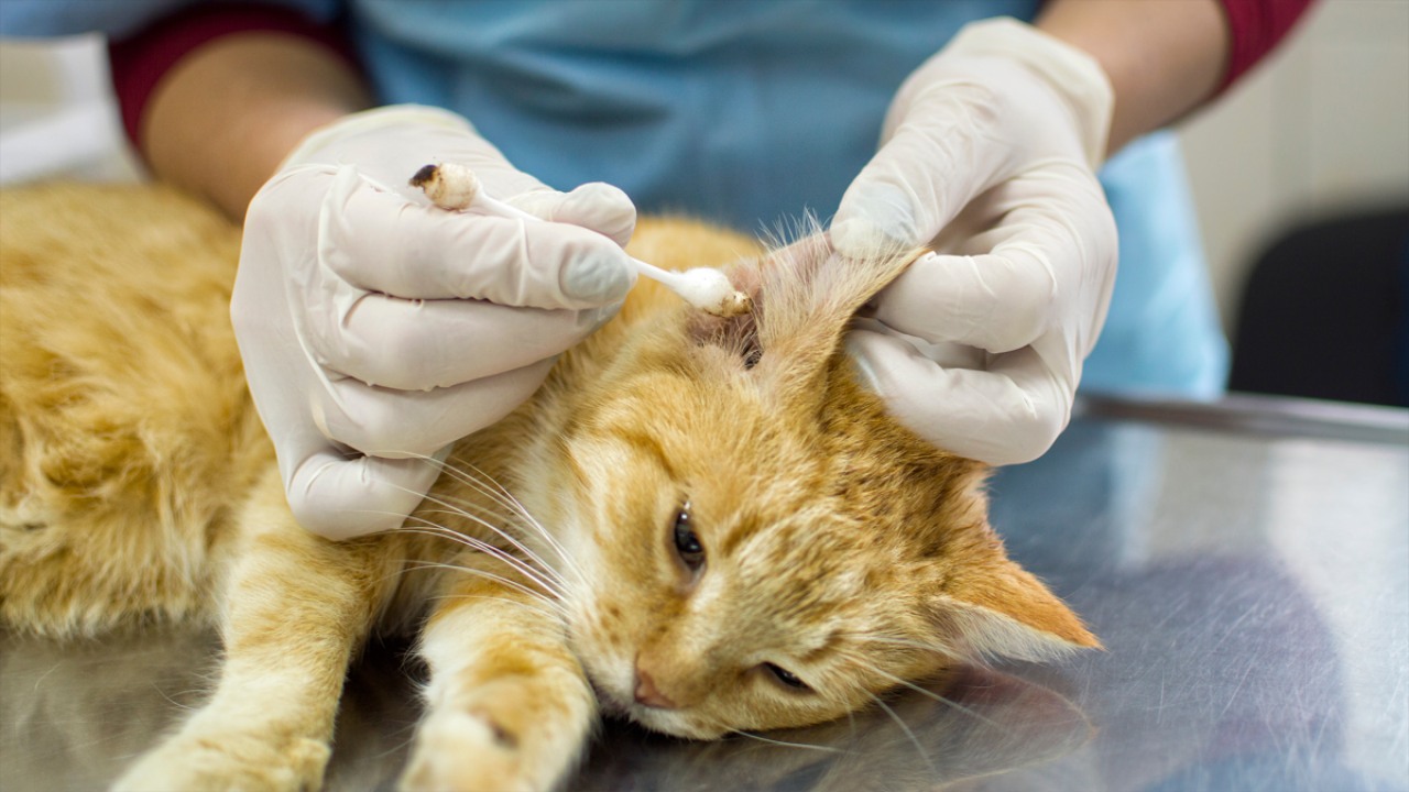 عفونت گوش گربه – علائم،‌ نحوه درمان و معرفی قطره و آنتی بیوتیک مناسب