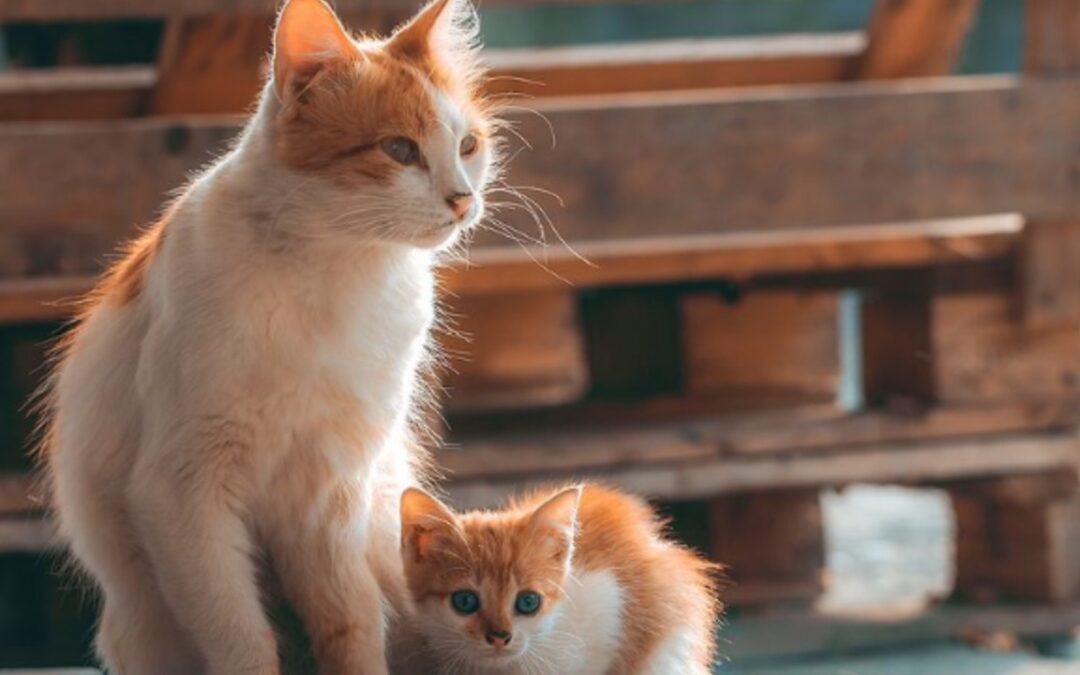 گربه چند سال عمر می کند