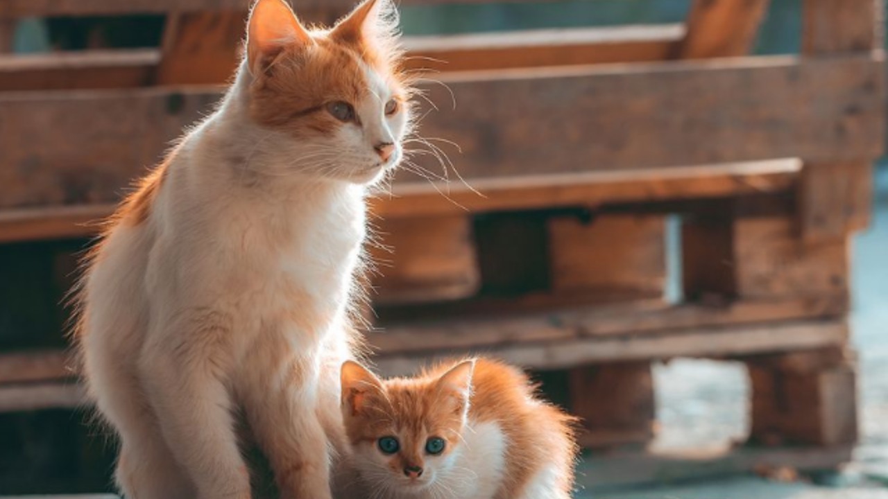 گربه چند سال عمر می کند و چطور عمر آن را افزایش بدهیم؟