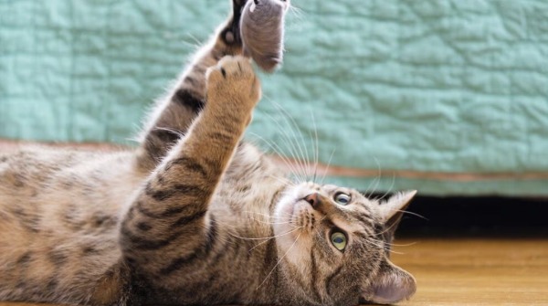 گربه‌ای در حال بازی کردن