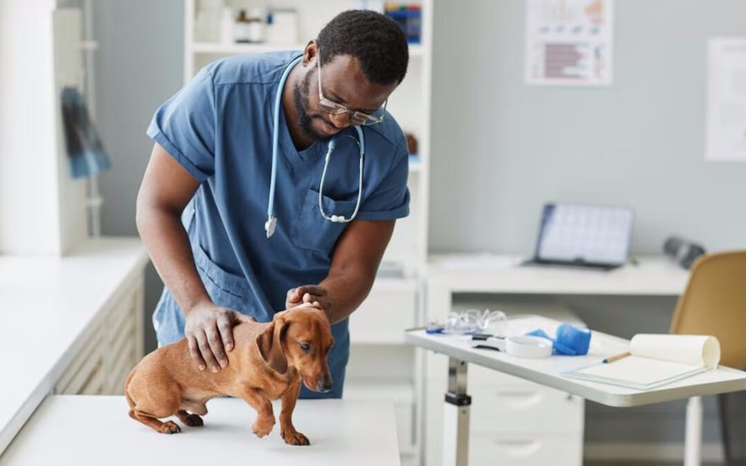 سگی در حال معاینه برای بررسی بیماری کوشینگ در سگ