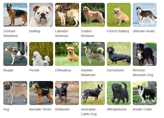 انواع نژاد سگ